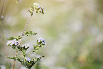 Beautiful blooming white wild flowers fields in springtime and natural sunlight shining on mountain.