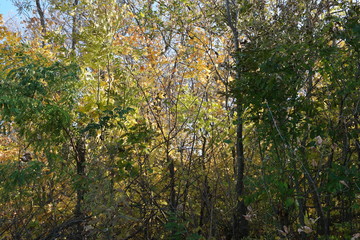 forest in autumn