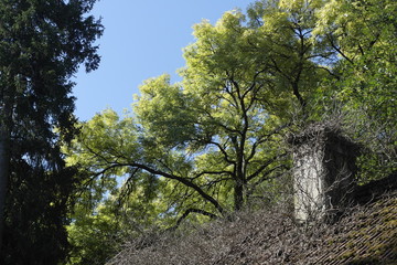 Alter, mit Dickicht überwachsener Schornstein vor grünem Laubbaum wie in Märchen