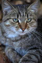 portrait of fluffy wild cat