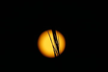 Grass's Sillouette in moon light