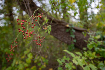 wild red berries southern maryland wetlands patuxent river calvert county maryland usa - obrazy, fototapety, plakaty