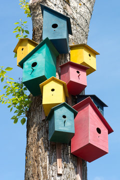 Colorful birdhouses on a tree on a sunny day