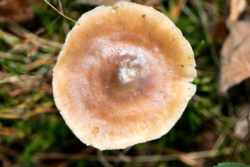 Wild mushrooms on nature October macro background fifty megapixels