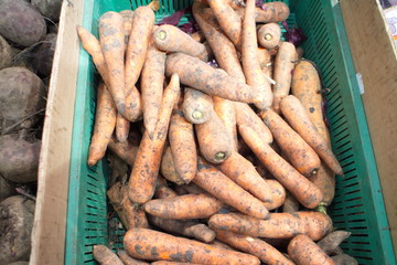 harvest of autumn carrots in a box