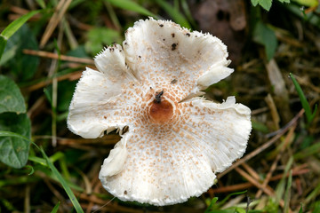 Wild mushrooms on nature October macro background fifty megapixels