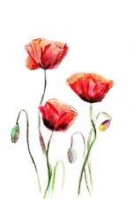 Hand drawn set with red poppies.  Illustration on white background