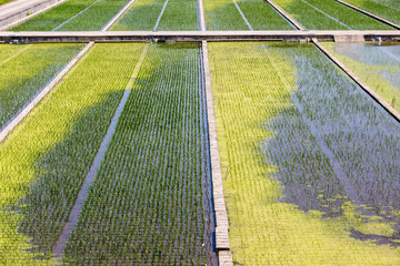 Rice green fields in Asia, top view of rices paddy field. Rural landscapes.