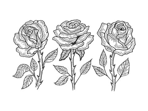 Rose flower sketch engraving vector illustration. T-shirt apparel print design. Scratch board style imitation. Black and white hand drawn image.