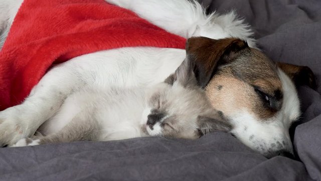 Dog and cat sleeping under christmas hat
