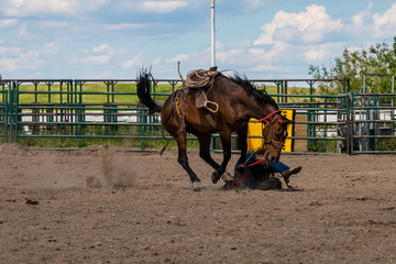 Rodeo Bronco Riding in Canada	