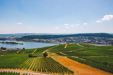 Panorama of the middle Rhine River valley with beautiful vineyards sloping down to a distant medieval village of Rudesheim, Germany. Unesco