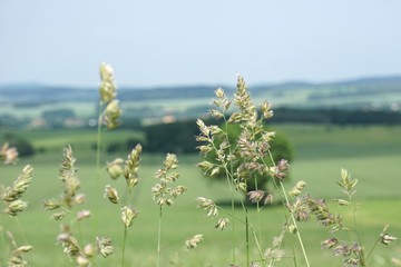 Grashalme  vor landschaftlichem Hintergrund