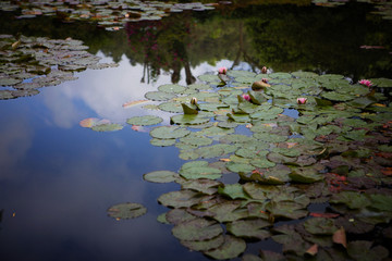 Monet's Lily Pads