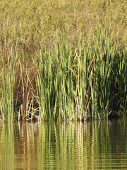 reeds in the lake