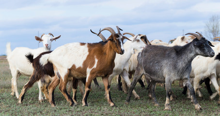 Fototapeta premium A herd of goats and sheep. Animals graze in the meadow. Pastures of Europe.