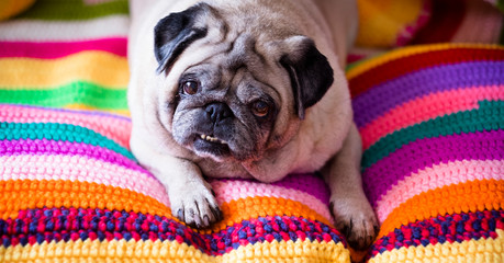 Nice and funny pud dog lay down lazy on a coloured hand made cover - relax and sleep lifestyle for...