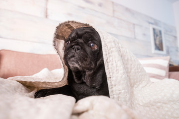 Adorable and sweet black pug dog under a sheet at home -nice beautiful puppy in domestic leisure activity