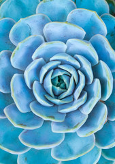 blue Miniature succulent plants background
