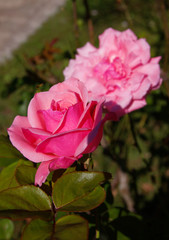 Beautiful rose in the countryside.	