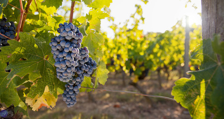 Vigne et raisin en France