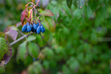 wild berries southern maryland wetlands calvert county maryland in autumn