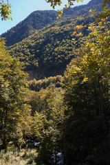 Obraz premium Mountain summer landscape. Canyon in Montenegro. 