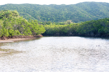 石垣島　浦底ヒルギ群