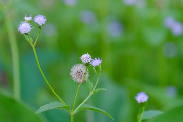 Wild grass flower blossom in a field with green nature background 