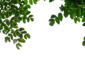 Obraz premium Tropical tree leaves with branches on white isolated background for green foliage backdrop 