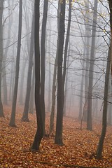 Foggy forest in late autumn