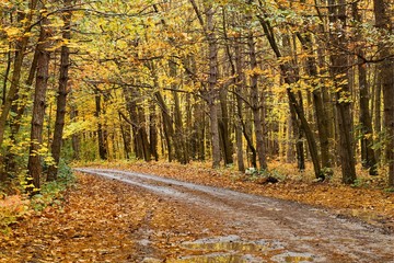 Autumn forest trail between trees with colorful leaves