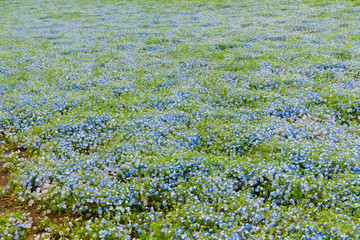 Blue sky and Nemophila menziesii (baby blue eyes flower), flower field at Hitachi Seaside park,  Spring, Ibaraki, Japan 