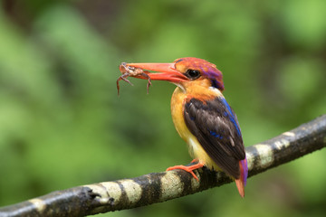 Closeup of Oriental Dwarf Kingfisher © Mihir Joshi