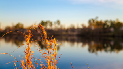 Fototapeta na wymiar Tall grass over lake
