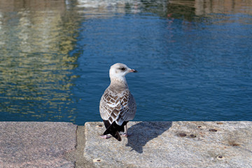 A grey gull sits on the paving . copy space