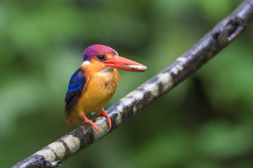 Closeup of Oriental Dwarf Kingfisher