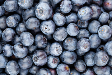 Fresh blueberry background. Texture blueberry berries close up.