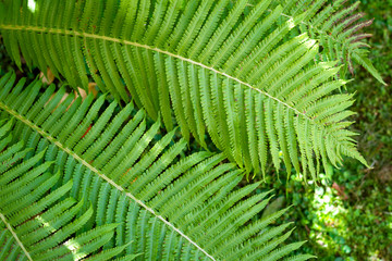 background of green fern leaves