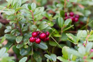 Closeup of wild lingonberries in forest in Finland