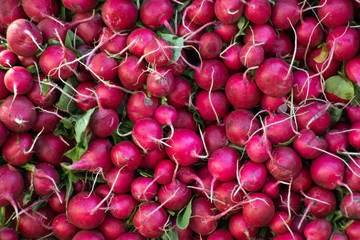 A pile of fresh radishes at a farmers market in Union Square New York City.