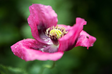 Poppy