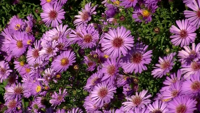 Herbstastern  - beliebt bei vielen Insekten