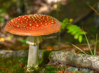 Fly agaric. Mushroom with red and white-spotted cap in the autumn forest. Red and orange color. Autumn is here.