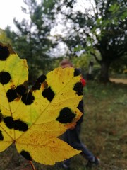 autumn leaves on wooden background