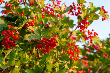 Obraz premium Bunches of red viburnum on branches lit by the sun.