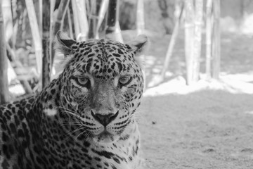 Leopard lying in relaxed state