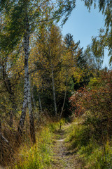 Obraz premium Herbstwald