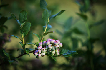 Blueberries