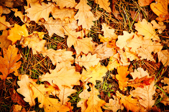 Yellow and orange autumn oak leaves background. Colorful backround image of fallen autumn leaves perfect for seasonal use.